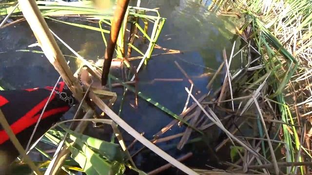 КАРП и ЛИНЬ на БОКОВОЙ КИВОК. Рыбалка на боковой кивок. Ловля линя на боковой кивок. Ловля линя