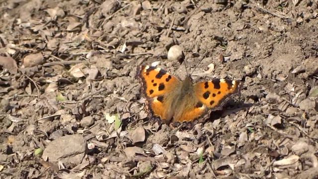 Aglais urticae (familia - Nymphalidae) смотреть онлайн