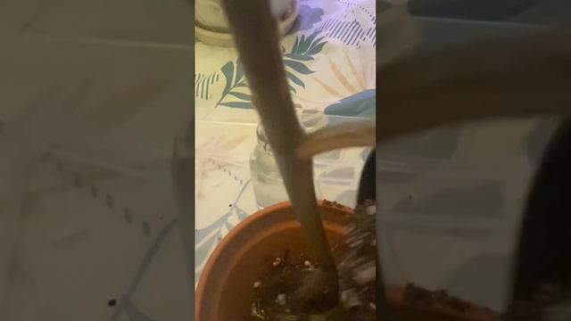 Repotting Ficus Tineke Variegated Rubber Plant cutting #plantlife #houseplants #repotwithme #asmr смотреть онлайн