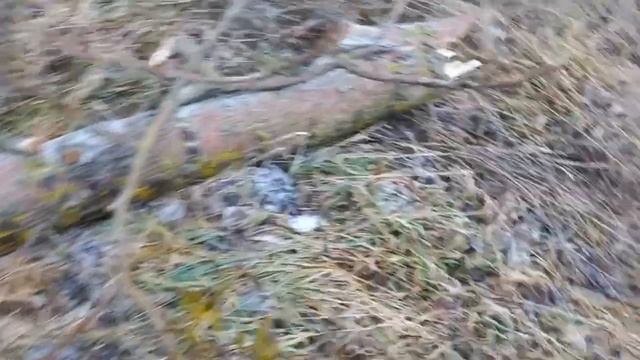 ВІДКРИТТЯ СЕЗОНУ МОТОБЛОКА ЗУБР/ ДВА ПРИЦЕПЧИКА ПОВНИХ ДРОВ ТОПОЛЯ смотреть онлайн