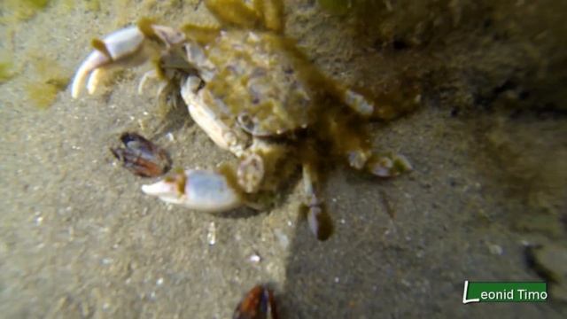 Мидии и крабы. Аргентина. смотреть онлайн