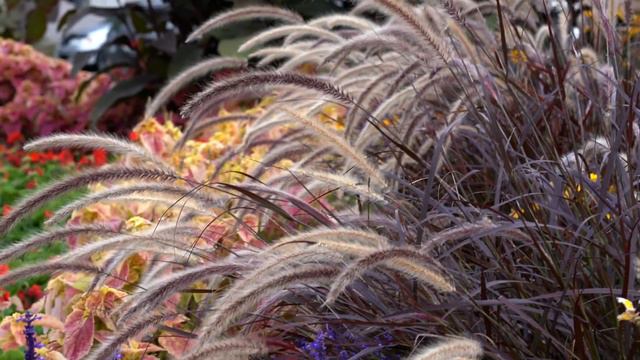 NAKLADAK - Ed Urich Pan Flute 4K смотреть онлайн