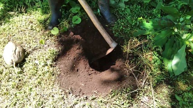 Método Para Sembrar COCOS y Tener una Cosecha Rápida | Sembrar coco Enano смотреть онлайн