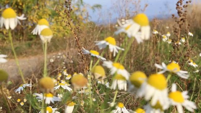 Canon EOS 600D - video test - Full HD смотреть онлайн