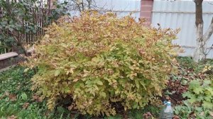 Шесть причин, почему нужно посадить волжанку