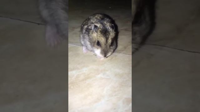 Буба кушает пророщенный овёс ? смотреть онлайн