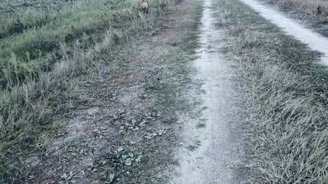 АМЕРИКАНСКИЕ БУЛЬДОГИ. БАБЬЕ ЛЕТО .РАЗВЕДКА ПО ГРИБЫ \ AMERICAN BULLDOGS. INDIAN SUMMER смотреть онлайн