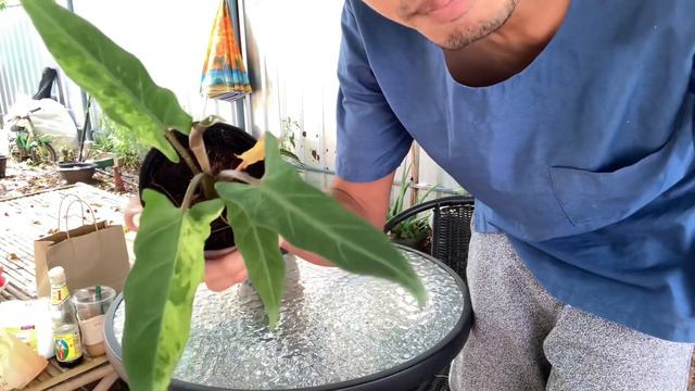 Alocasia Lauterbachiana Variegated (สั่งต้นไม้ออนไลน์ ต้นนาคราชดำด่าง)