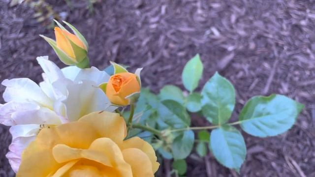 Julia Child Rose (3rd Flush of the Year) смотреть онлайн