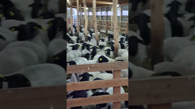 Забор крови на постановку на карантин, под покупателя. Ели успели всё сделать. Но всё получилось 🥵🙏 смотреть онлайн