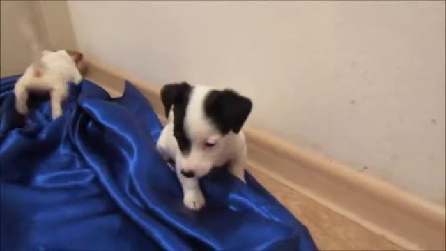 Щенки Джек Рассел Терьер смотреть онлайн