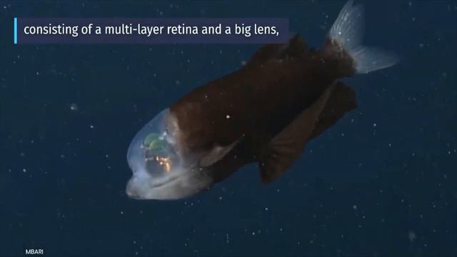 Rare Barreleye Fish with Translucent Head Exposes its Glowing Green Eyes смотреть онлайн