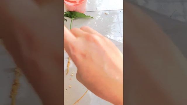 เทคนิคการขยายพันธุ์ Syngonium Pink Flecked แบบไม่อบ
