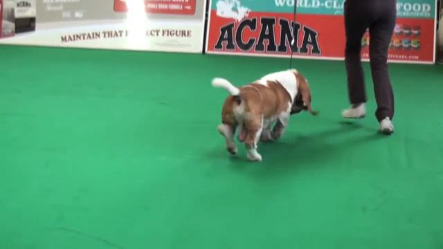 4th AI - BASSET HOUND.mov смотреть онлайн