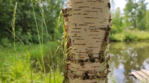 Береза 4k 60fps?