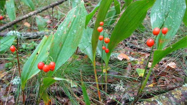 Чем опасен ландыш?