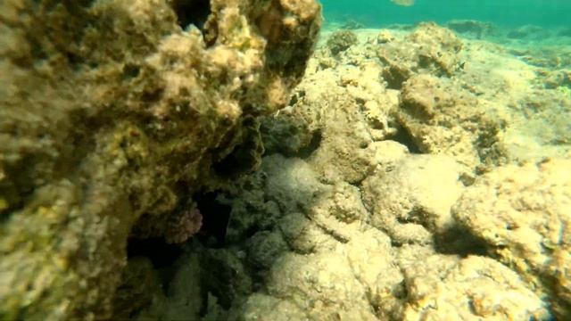 НАШЕСТВИЕ коралловых рыбок 2020 / Nabq Bay / Charmillion Club Resort 5* / Egypt / Sharm el Sheikh смотреть онлайн