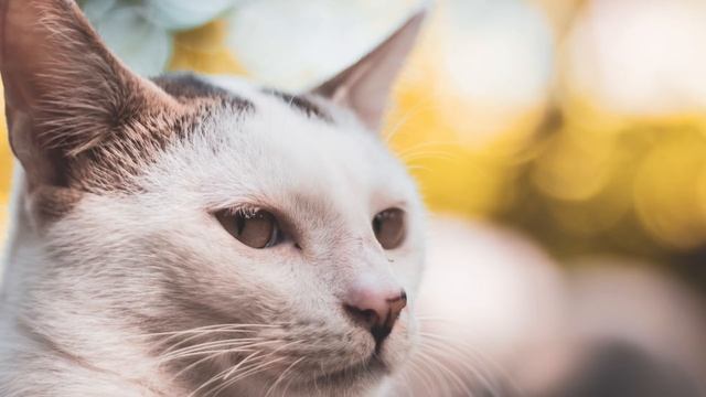 Слезы на глазах! Семья завела маленького котёнка, то что он сделал для больного сына шокирует смотреть онлайн