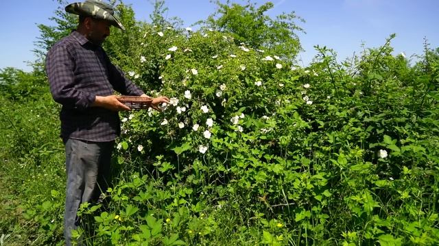 Keeping Strawberries Without Boiling and Freezing for The Winter смотреть онлайн