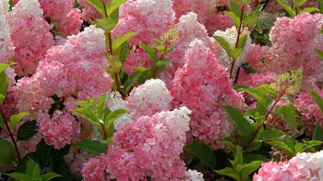 Гортензия (лат. Hydrangea) смотреть онлайн