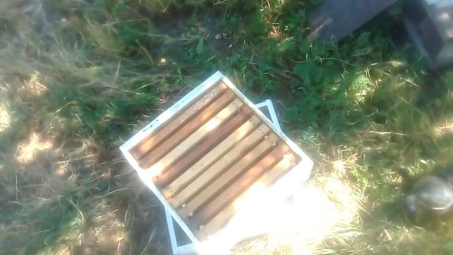 Как я делаю искуственн тихую смену маток.