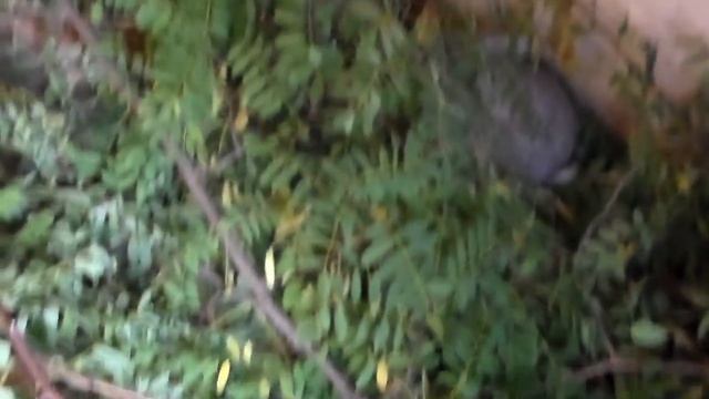 Как мои кролики борются с жарой.Плюсы ямного содержания кролей. смотреть онлайн