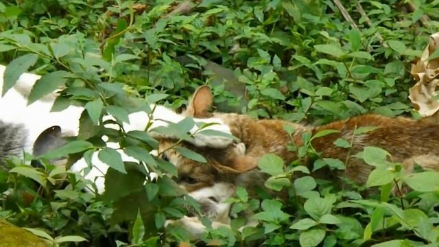 CAT FIGHTING смотреть онлайн