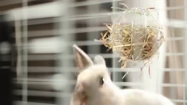 Лакомство для любимого питомца смотреть онлайн