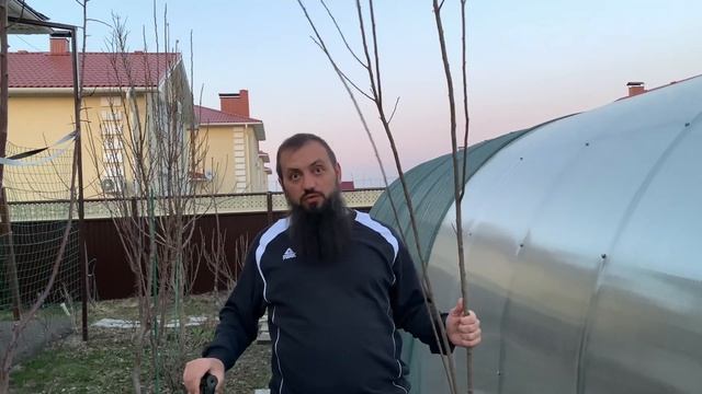 Посадка СЛИВА МЕДОВАЯ ЖЕЛТАЯ ДЕРЕВО В НАШЕМ САДУ смотреть онлайн
