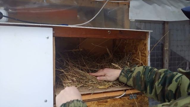 Еду кормить кроликов крольчата ждут моего приезда смотреть онлайн