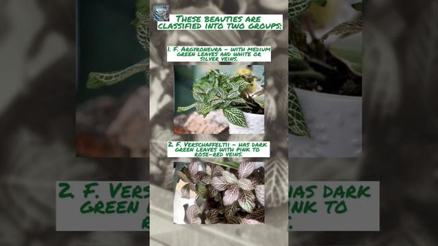PLANT IDENTIFICATION || Fittonia Albivenis - Mosaic Plant or Nerve Plant - MomZee Garden #shorts смотреть онлайн