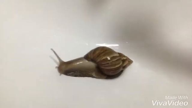 Купание улитки ахатины!!!!!