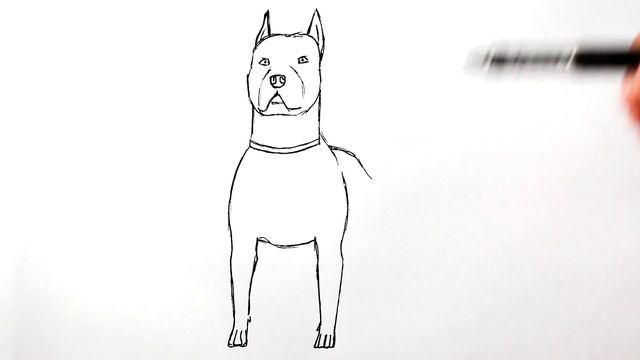 Как нарисовать Питбуля | Рисуем собаку смотреть онлайн