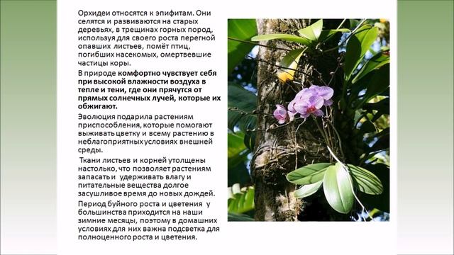 Цветок Любви - магическое притяжение смотреть онлайн