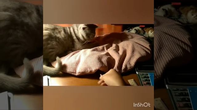 Кот делает уроки