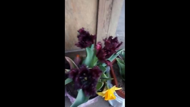 Тюльпан распродажа, свои луковицы, не после выгонки!!! смотреть онлайн