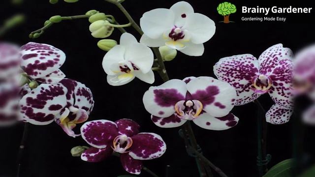 Moth orchid care tips: how to keep your plant healthy and happy смотреть онлайн
