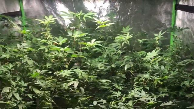 My Grow Academia Ep.13 смотреть онлайн