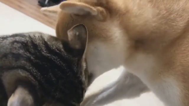 Shiba inu and cat смотреть онлайн