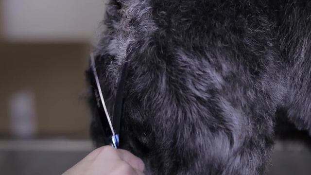How to Cut a Dog's Hair? ? BASIC GROOMING Tutorial смотреть онлайн