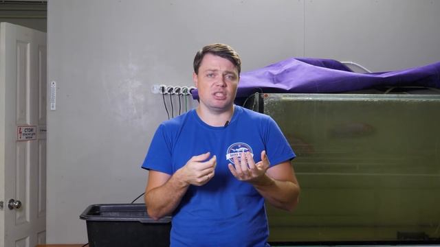 Тиляпия получение икры и инкубация часть 4 смотреть онлайн