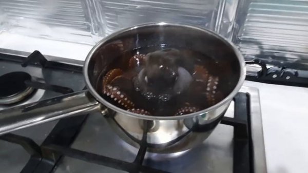 [Catch & Cook] Catching HUGE OCTOPUS By Hand and Cooking It For Dinner | AMWF Couple Mukbang