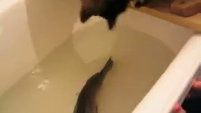 Кошка и рыба смотреть онлайн
