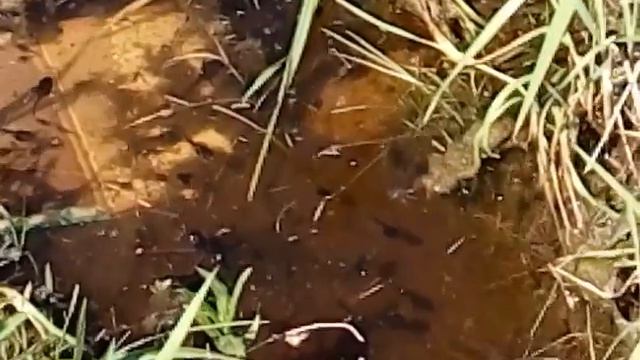 Головастики старшего возраста смотреть онлайн