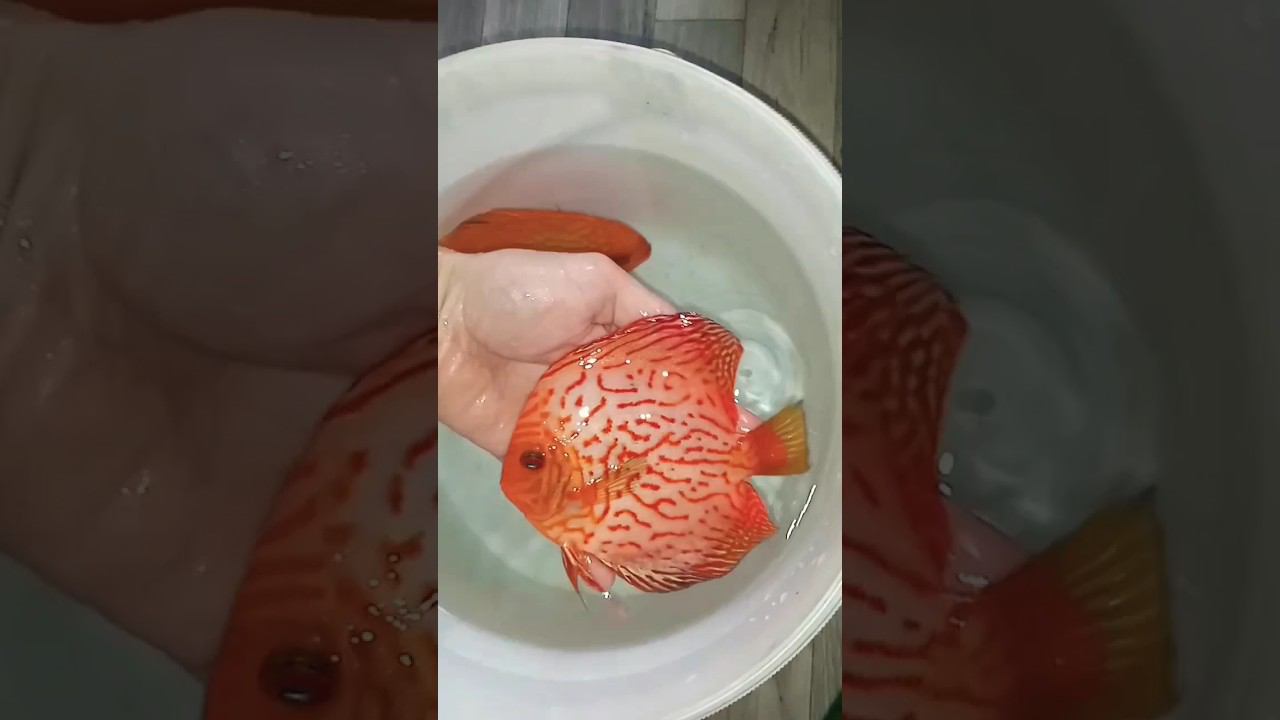 Отправка рабочих пар в Ставрополь #discus #дискусы #аквариумныерыбки #shorts #short #aquarium смотреть онлайн