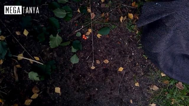 Как сделать розы из клена и букет на день учителя смотреть онлайн