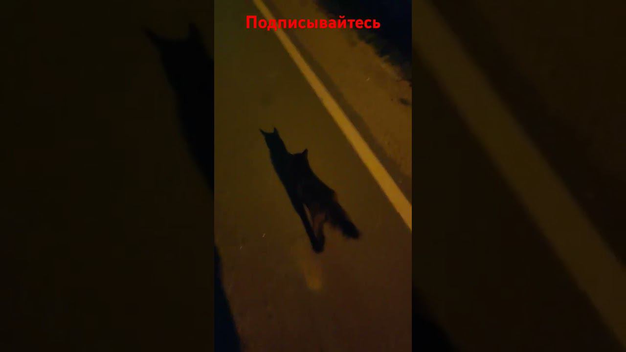 Прогулка с Котом! смотреть онлайн