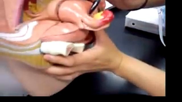 MOVIE: Female reproductive system смотреть онлайн