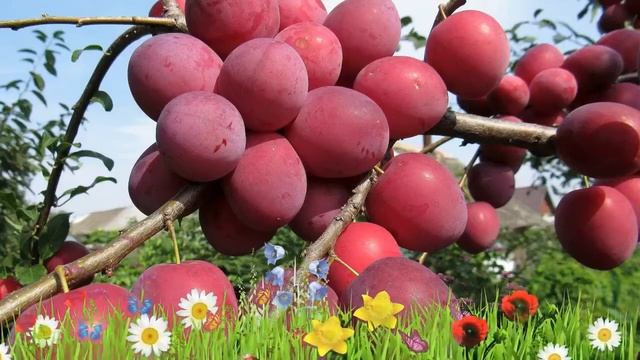 Алыча обыкновенная Кубанская комета ? Посадка и уход. саженцы, крупномеры алычи: особенности сорта смотреть онлайн