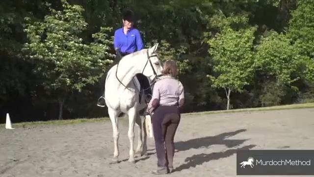 How to approach a nervous horse using SURE FOOT Equine Stability Program смотреть онлайн